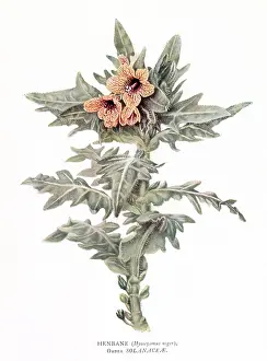 Hyoscyamus: PLANTS/HYOSCYAMUS NIGER