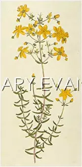 Hypericum: PLANTS/HYPERICUM CORIS