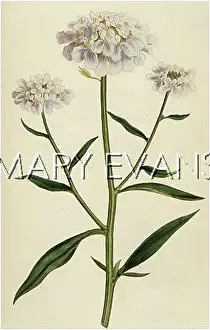 Iberis: PLANTS/IBERIS UMBELLATA