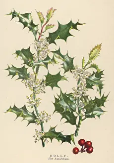 Aquifolium: PLANTS/ILEX AQUIFOLIUM