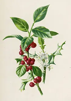 Aquifolium: Plants - Ilex Aquifolium