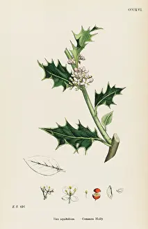 Aquifolium: PLANTS/ILEX AQUIFOLIUM