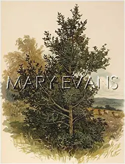 Aquifolium: PLANTS/ILEX AQUIFOLIUM