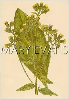 Inula: PLANTS/INULA CONYZA