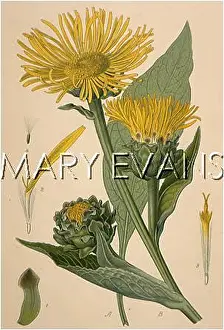 Helenium: PLANTS/INULA HELENIUM