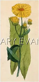 Helenium: PLANTS/INULA HELENIUM