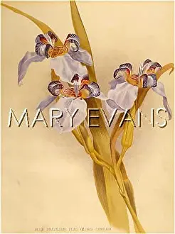 Caerulea: PLANTS/IRIS