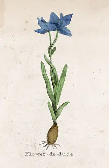 Fleur: PLANTS/IRIS GERMANICA