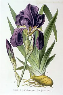 Germanica: Plants - Iris Germanica - bearded iris