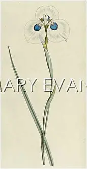 Pavonia: PLANTS/IRIS PAVONIA