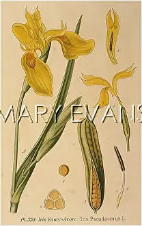 Pseudacorus: PLANTS/IRIS PSEUDACORUS