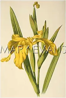 Pseudacorus: PLANTS/IRIS PSEUDACORUS