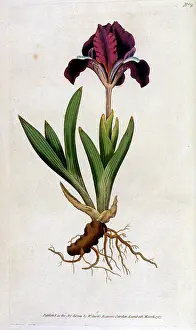 Pumila: PLANTS/IRIS PUMILA
