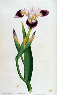 Versicolor: PLANTS/IRIS VERSICOLOR
