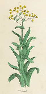 Woad: PLANTS/ISATIS TINCTORIA