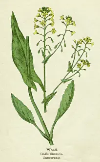 Woad: PLANTS/ISATIS TINCTORIA