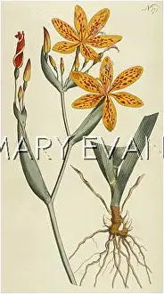 Ixia: PLANTS/IXIA CHINENSIS