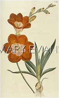 Crocata: PLANTS/IXIA CROCATA