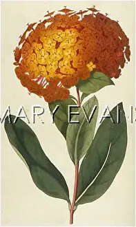 Coccinea: PLANTS/IXORA COCCINEA