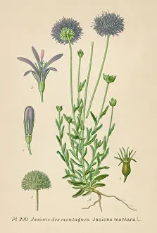 Variant: PLANTS/JASIONE MONTANA