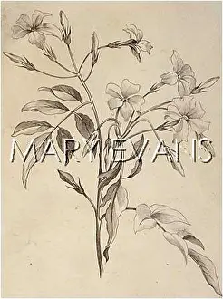 Jasminum: PLANTS/JASMINUM
