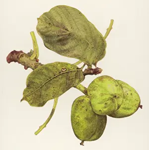 Regia: PLANTS/JUGLANS REGIA