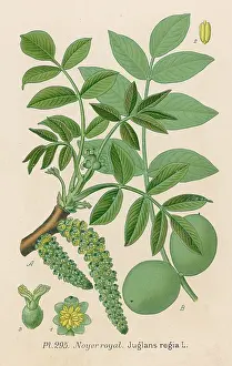 Regia: PLANTS/JUGLANS REGIA