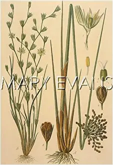Toads: PLANTS/JUNCUS SP