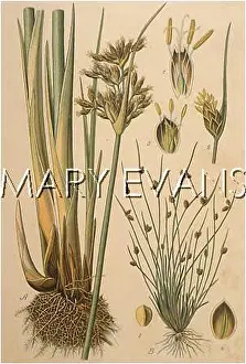 Lacustris: PLANTS/JUNCUS SP