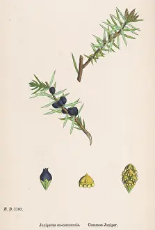 Communis: PLANTS JUNIPERUS COMMUNI