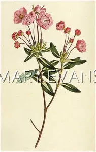 Glauca: PLANTS/KALMIA GLAUCA
