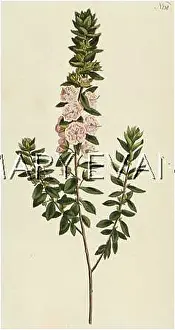 Kalmia: PLANTS/KALMIA HIRSUTA