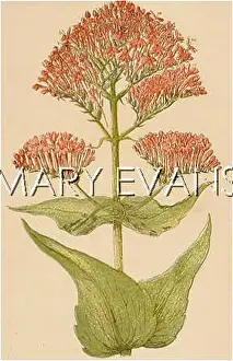 Valerian: PLANTS/KENTRANTHUS RUBER