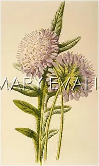 Scabious: PLANTS/KNAUTIA ARVENSIS
