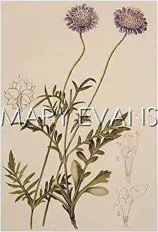 Scabious: PLANTS/KNAUTIA ARVENSIS