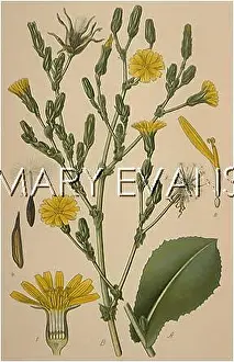 Noxious: PLANTS/LACTUCA VIROSA