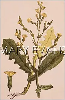 Scented: PLANTS/LACTUCA VIROSA