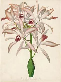 Elegans: PLANTS/LAELIA ELEGANS