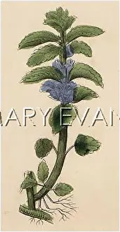 Lamium: PLANTS/LAMIUM ALBUM