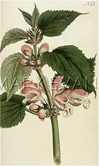 Nettle: PLANTS/LAMIUM ORVALA