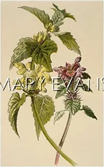 Nettle: PLANTS/LAMIUM SP