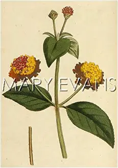 Aculeata: PLANTS/LANTANA ACULEATA