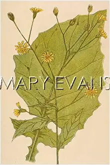 Nipple: PLANTS/LAPSANA COMMUNIS