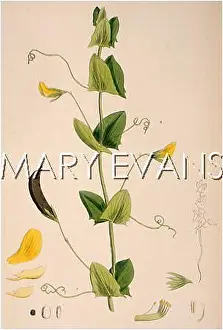 Lathyrus: PLANTS/LATHYRUS APHACA