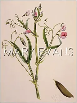 Lathyrus: PLANTS/LATHYRUS HIRSUTUS