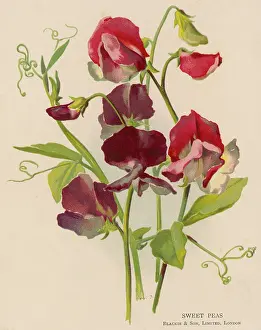 Odoratus: PLANTS/LATHYRUS ODORATUS