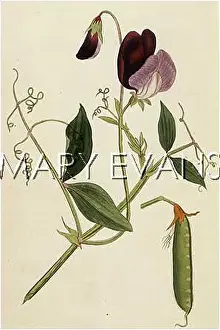 Odoratus: PLANTS/LATHYRUS ODORATUS