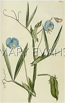 Vetch: PLANTS/LATHYRUS SATIVUS
