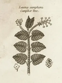 Laurus: PLANTS/LAURUS CAMPHORA