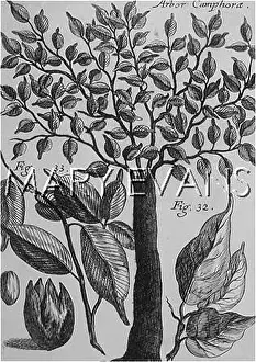 Laurus: PLANTS/LAURUS CAMPHORA